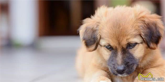 心脏病—老年犬健康杀手