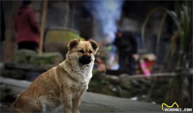 其实宠物都是需要陪同的，老年犬最后的孤独，狗生最大的遗憾