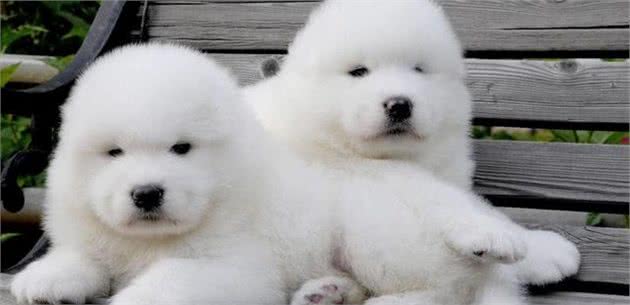 秋季到了,如何养出一只健康的狗狗?