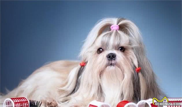 秋季到了,如何养出一只健康的狗狗?