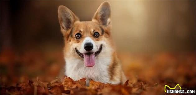 秋季到了,如何养出一只健康的狗狗?