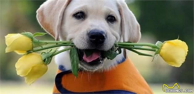 秋季到了,如何养出一只健康的狗狗?