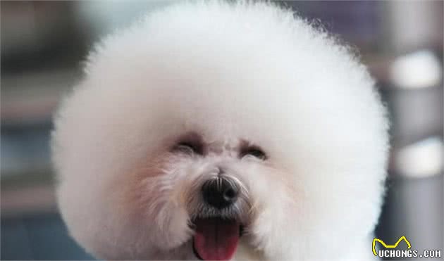 秋季到了,如何养出一只健康的狗狗?