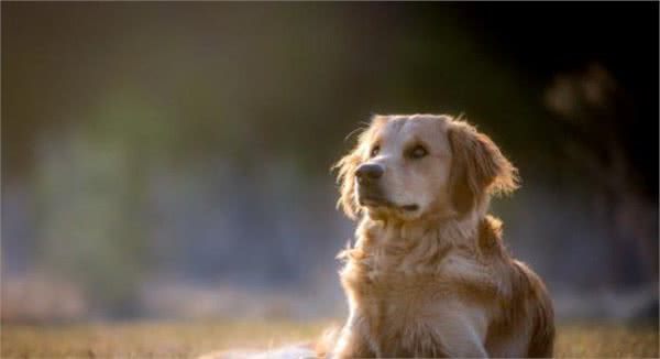 三大常见的家庭犬，特征各不相同，养狗之前一定得详细了解这些