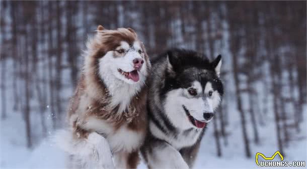 三大常见的家庭犬，特征各不相同，养狗之前一定得详细了解这些