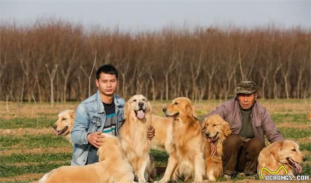 怎样挑选一只好金毛狗狗犬？这里有些建议你能够参考参考