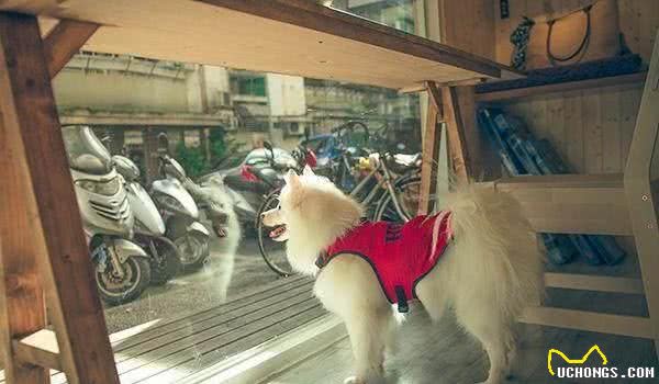 陪同我一年的白色银狐犬，它是店里的吉祥物也是店里的服务员