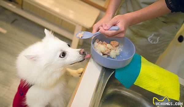 陪同我一年的白色银狐犬，它是店里的吉祥物也是店里的服务员