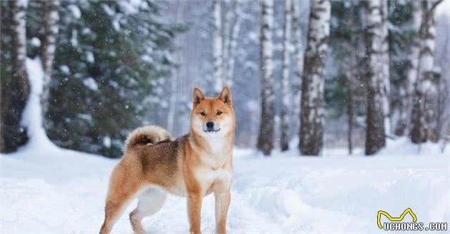 柴犬比中华田园犬高贵在哪？它也差点灭绝，但被日本人奉为国宝