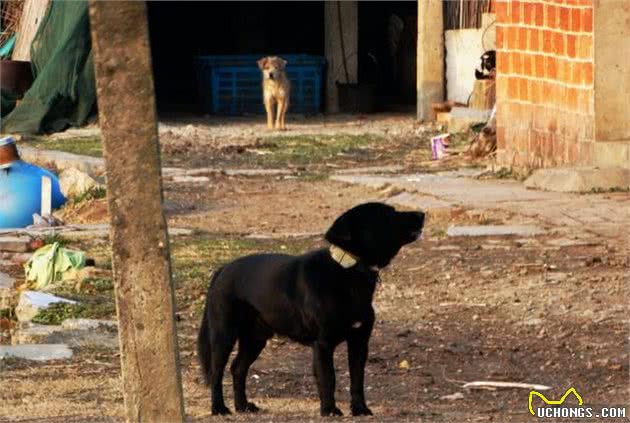 国犬悲歌：中华有好犬，生于田园间食得残羹饭，命却似石坚！