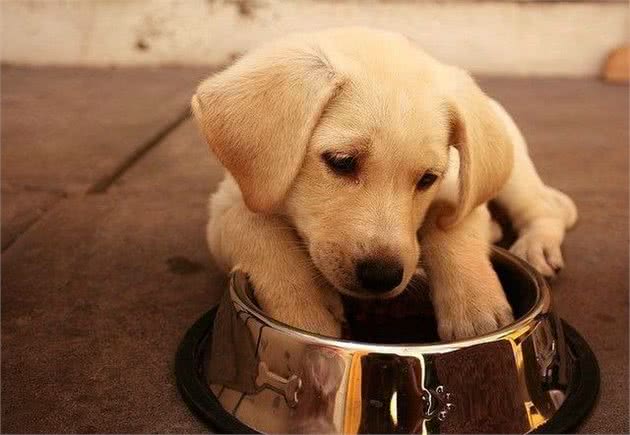 养老年犬还是幼犬？都好但我选成年狗狗，带你分析三种狗狗的利弊