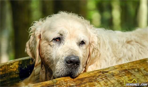 养老年犬还是幼犬？都好但我选成年狗狗，带你分析三种狗狗的利弊