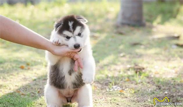 防止让狗狗成为“嘴尖牙利”的恶犬，合理训练啃咬控制力至关重要