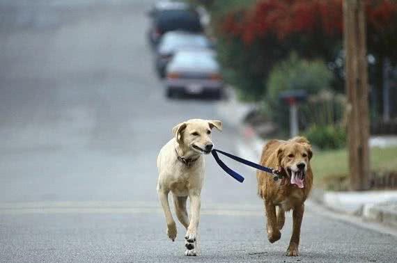 拉布拉多猎犬和拉布拉多寻回犬区别是什么？