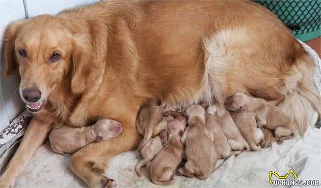 养宠心得：如何照顾好刚出生的幼犬，必须要注意这些