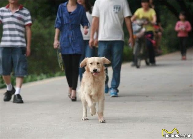 遛狗时狗狗爆冲、乱跑怎么办？这些方法可以让你享受遛狗过程