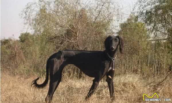 中国八大猎犬最后一个最神秘，绝大数人都不认识！