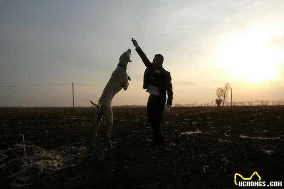 中国八大猎犬最后一个最神秘，绝大数人都不认识！