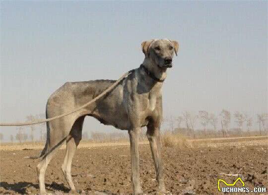 中国八大猎犬最后一个最神秘，绝大数人都不认识！