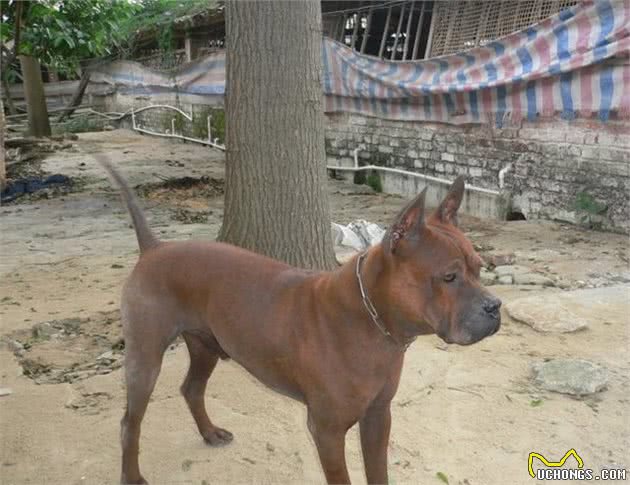 中国八大猎犬最后一个最神秘，绝大数人都不认识！