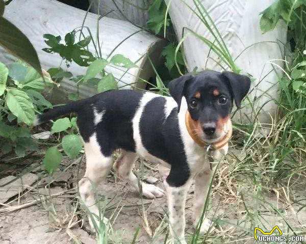 中国八大猎犬最后一个最神秘，绝大数人都不认识！