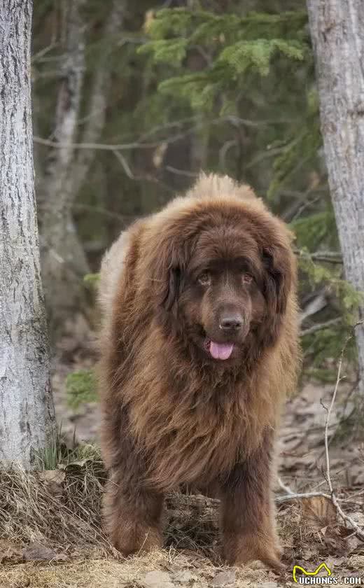 温顺的大块头！犬种小科普之憨厚魁梧的纽芬兰犬！