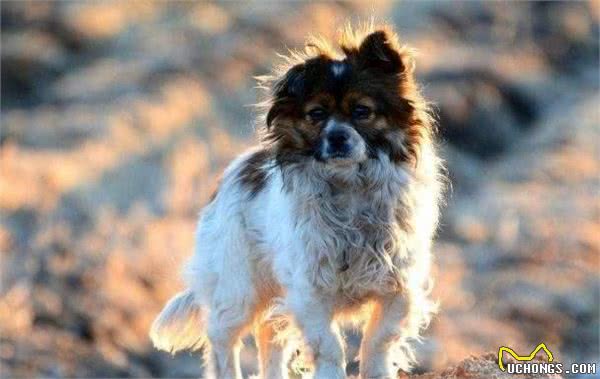 今天是国际狂犬病日