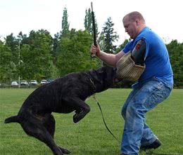 这4种犬组成了“护卫犬进行曲”，时刻守护着世界的安全