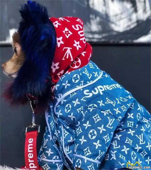 狗狗也开始玩潮流了？Gucci、Supreme、LV比你还潮