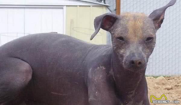 永不掉毛的三大无毛犬，能养这一种无毛犬的人简直赚翻了