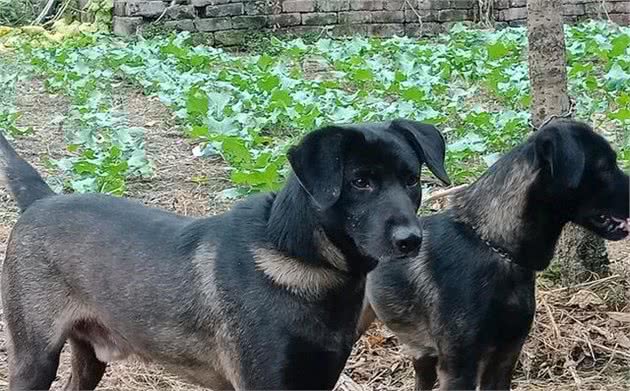 5种国人认为最好的山地猎犬，广西一只，四川就占了两只