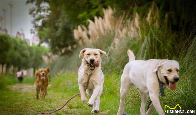 狗被狗咬，需要打狂犬疫苗吗？