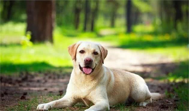 犬饲养豫备篇之养犬会给你或你的家人带来困扰吗？