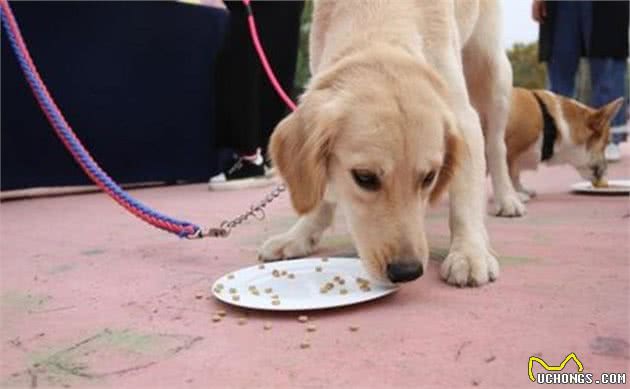 犬粮不是奥利奥，遇水后会营养流失，主人须知不能长期“泡一泡”