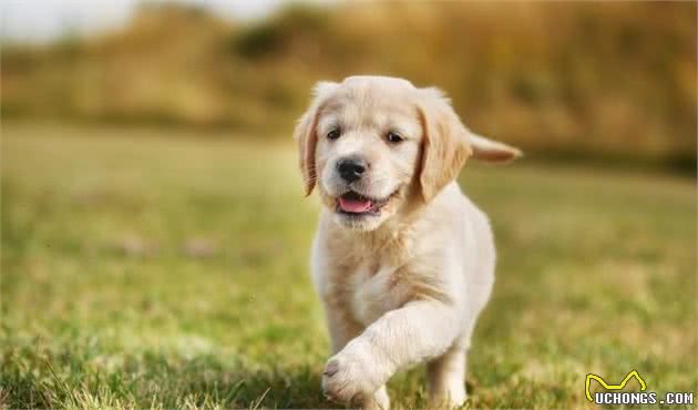 那场病，带走了我最爱的小金毛犬，我的一生之敌—犬细小病毒