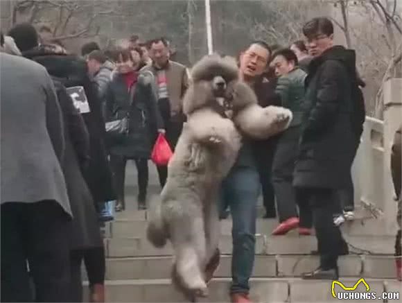 带狗狗登山的好处