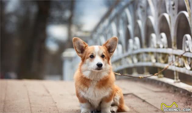 柯基犬随便养？对不起，没有做好这些觉悟的人不配当你的铲屎官