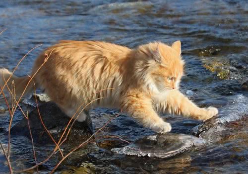 猫咪到底怕不怕水