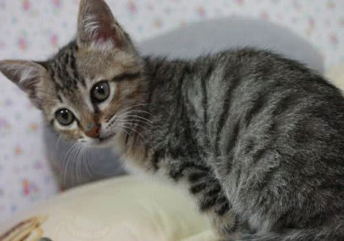 中国狸花猫的形态特征