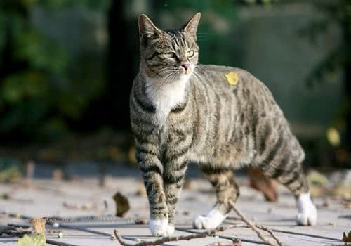 中国狸花猫的品种简介