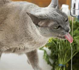 如何判断猫咪饮水量以及怎样让猫咪多喝水