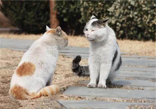 生活在不同地区的猫会有沟通障碍吗？