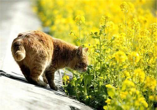 哪些植物会引起猫咪中毒