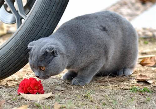 猫咪必备常用药有哪些