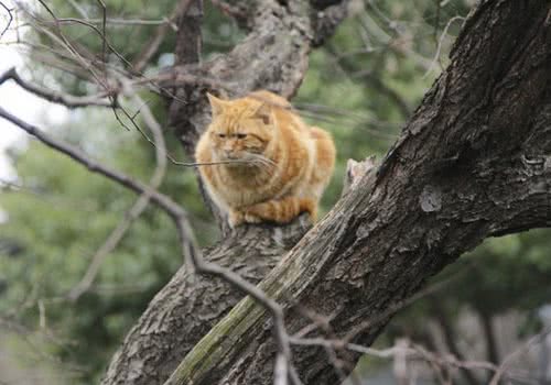 快过年了，不要让猫咪受鞭炮声影响