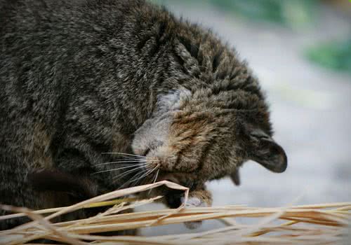 不要让你的猫咪四处捡食