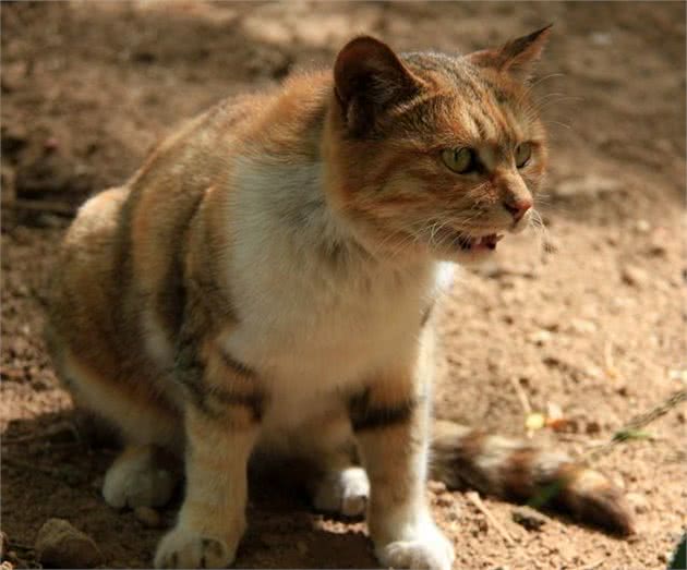 猫咪在地震的时候会有什么反应