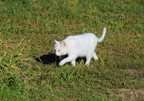 猫咪异食癖的症状及防治