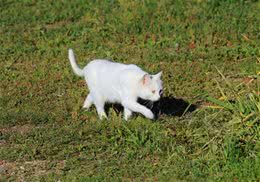 猫咪异食癖的症状及防治