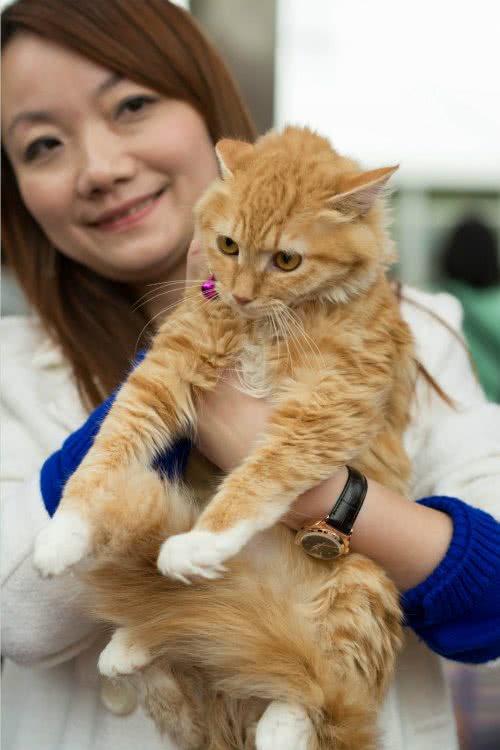 救助流浪猫，我是认真的